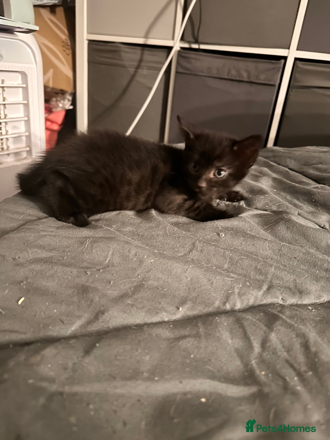 Savannah cats for sale: F4 Savannah kittens  - Advert 19