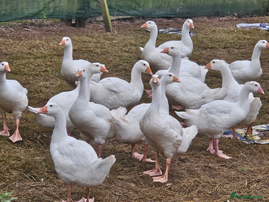 Geese poultry for sale: Large White hybrid geese  - Image 2