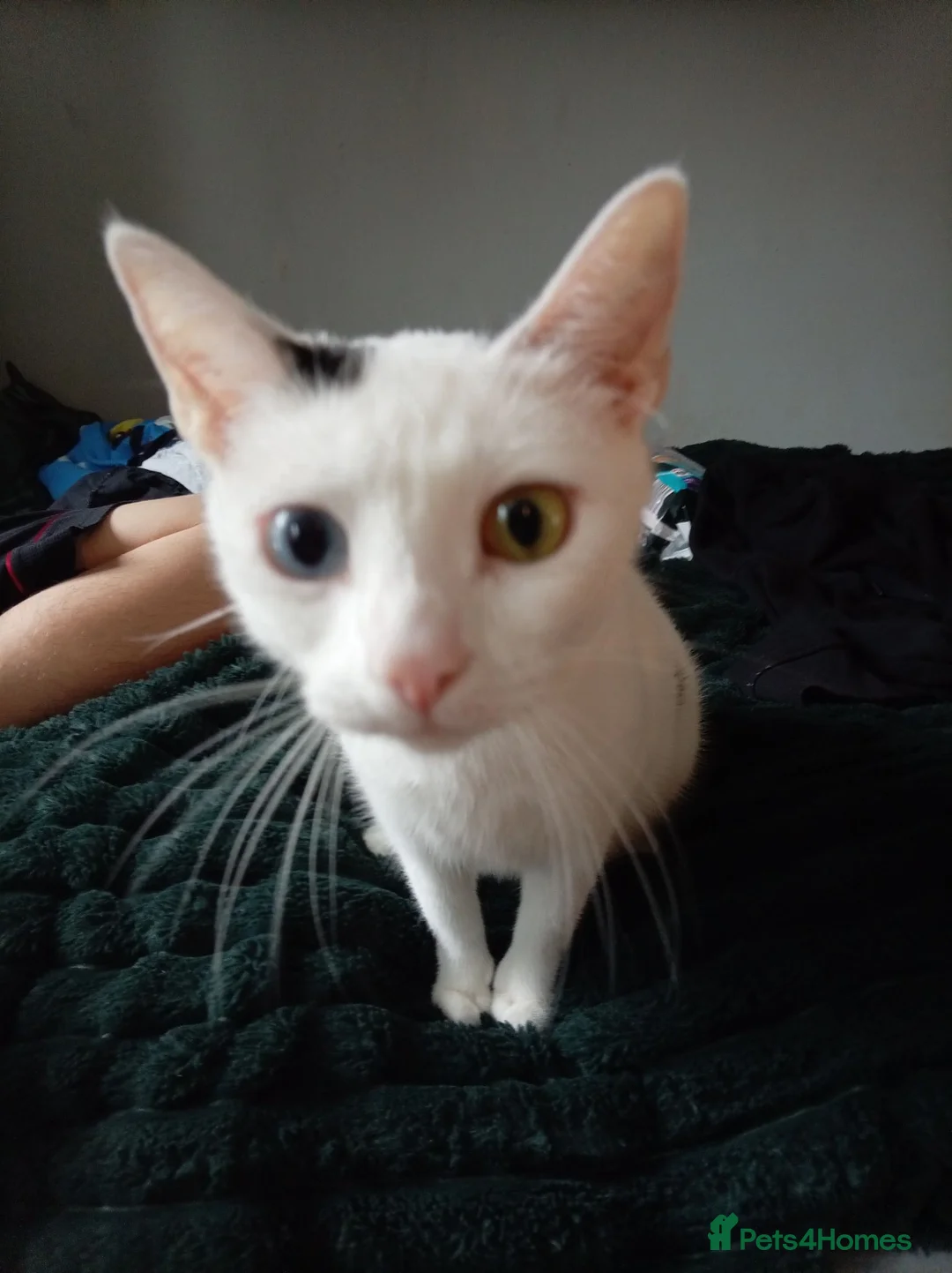 Mixed Breed cats for sale: 4 beautiful mixed kittens - Advert 2