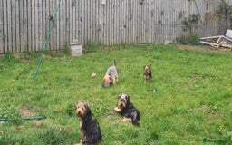 Yorkshire Terrier dogs for sale: Beautiful natured Yorkshire Terrier - Image 8