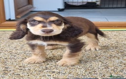 Cocker Spaniel dogs for sale: Gorgeous Chocolate & Sable Show Cocker Pups Ready - Image 21