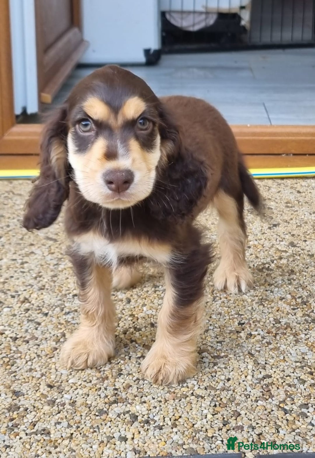 Cocker Spaniel dogs for sale: Gorgeous Chocolate & Sable Show Cocker Pups Ready - Image 21