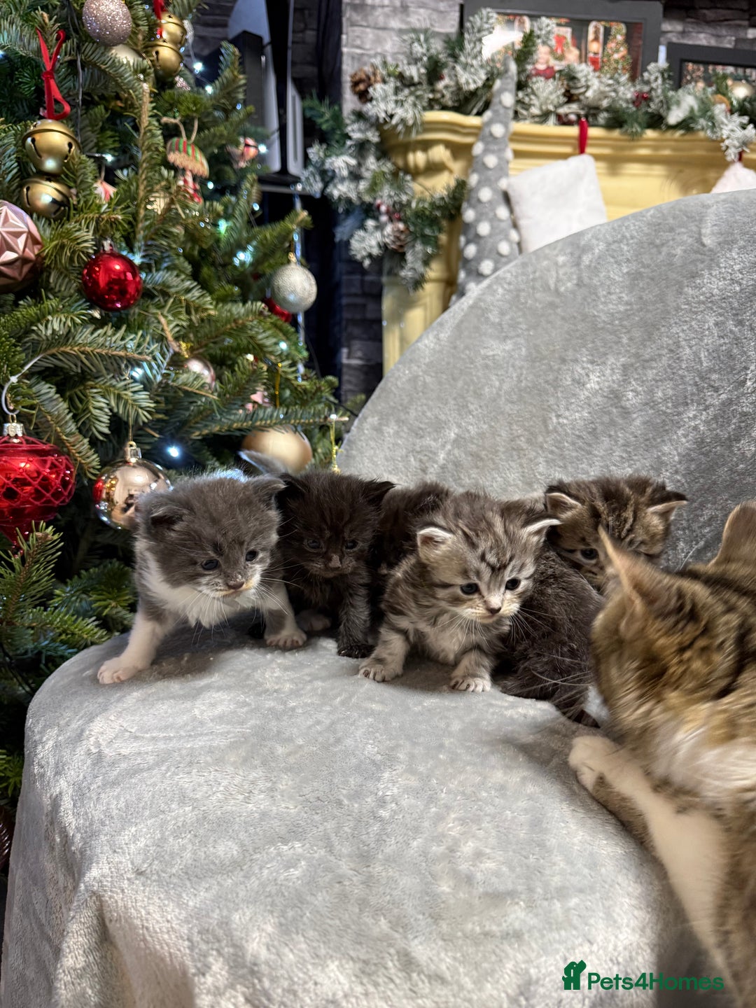 Maine Coon cats for sale: 5 adorable maine coon kittens - Advert 12
