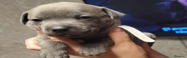 Staffordshire Bull Terrier 9