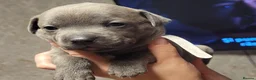 Staffordshire Bull Terrier dogs for sale: Blue staffy - Advert 9