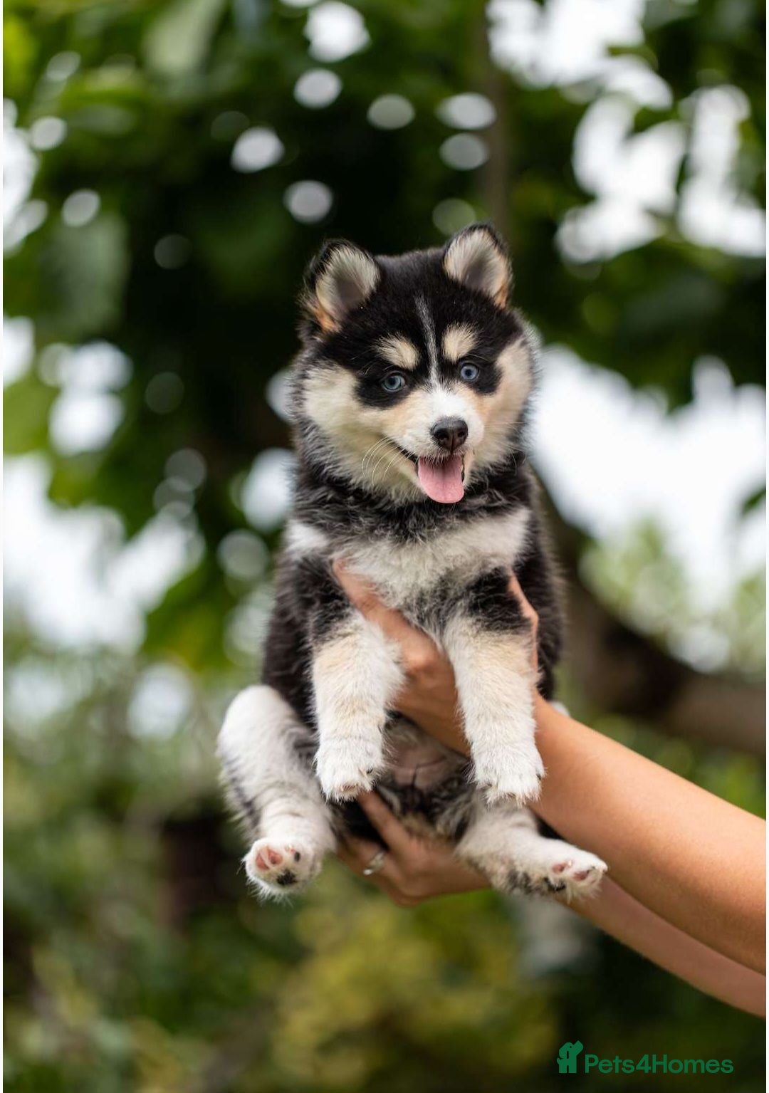 Pomsky dogs POMSKY PERFECT MARKINGS  - Advert 1