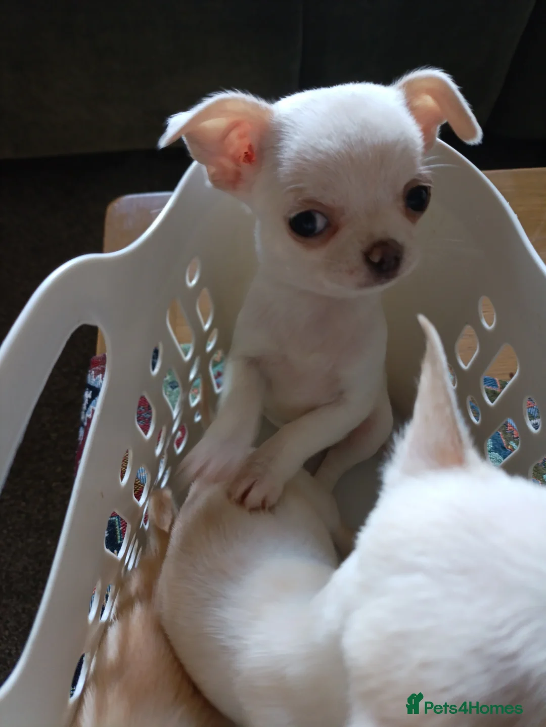 Chihuahua dogs for sale: please read description - Advert 16