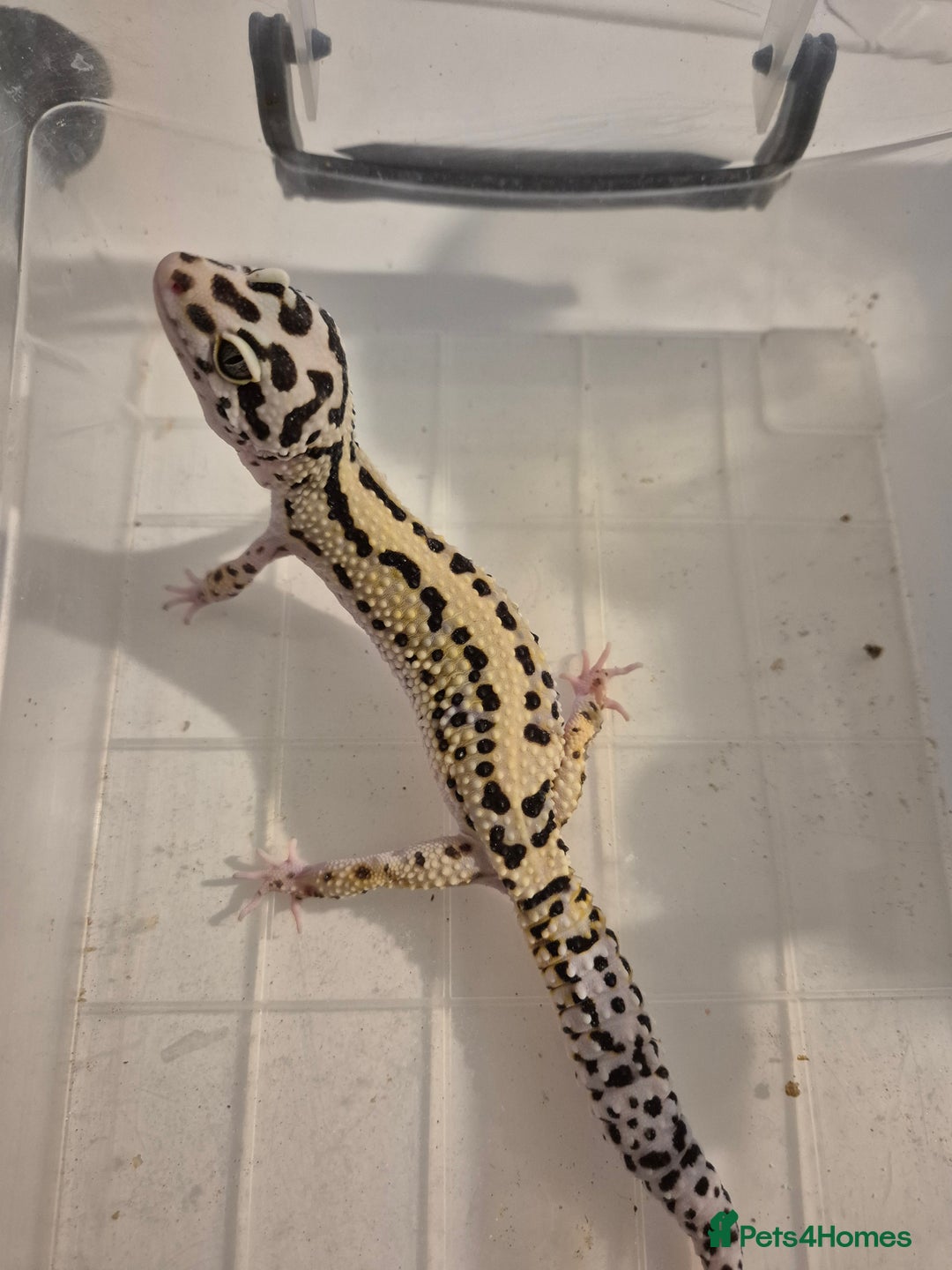 Gecko reptiles for sale: Various proven breeder leopard geckos  - Image 4