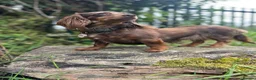 Miniature Dachshund dogs for stud: 👑 Lady Florence Seeks Rendezvous With Bachelor 👑 - Advert 5