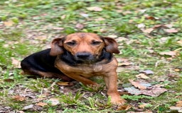 Mixed Breed dogs for sale: 🖤 BOLD Patterdale X  puppies 🖤 - Image 11