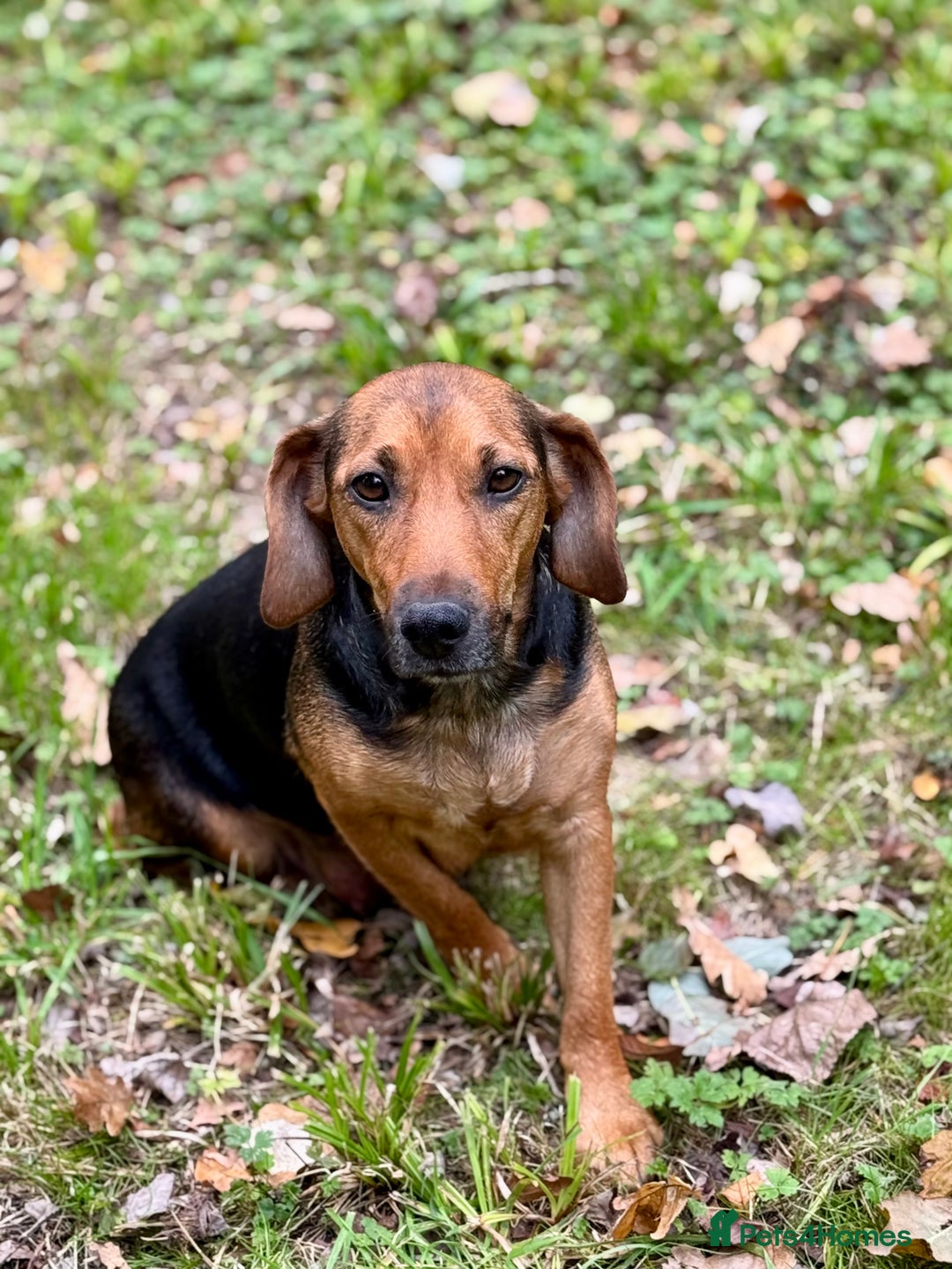 Mixed Breed dogs for sale: 🖤 BOLD Patterdale X  puppies 🖤 - Image 11