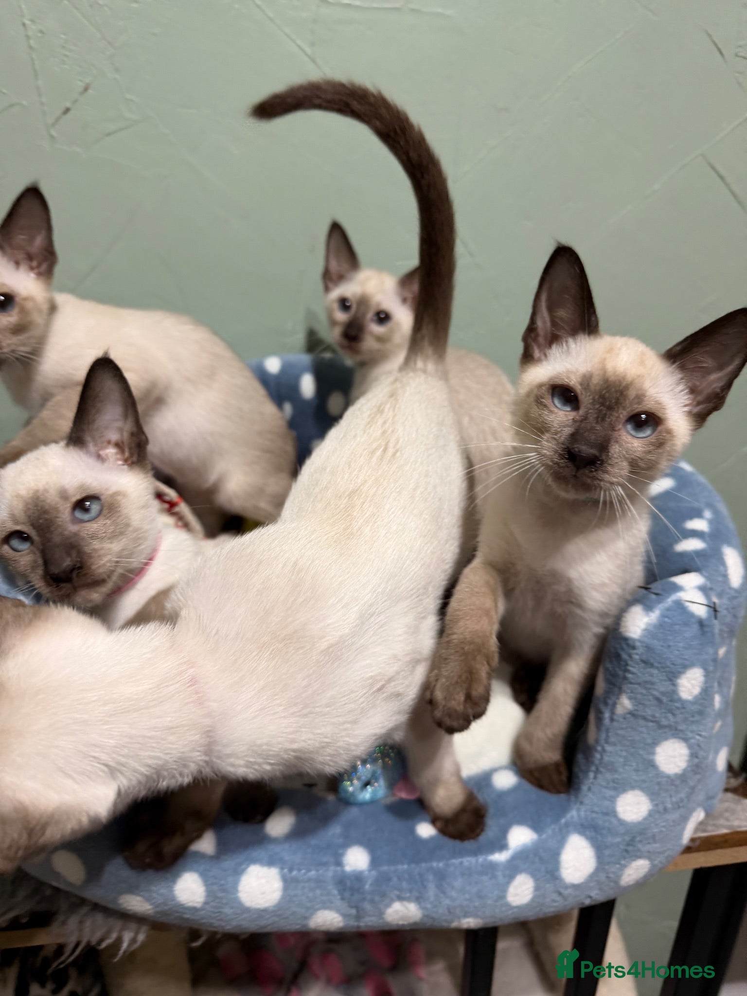 Siamese cats The Traditional Siamese Team🥰😻 - Advert 4
