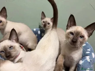 Siamese cats The Traditional Siamese Team🥰😻 - Advert 4