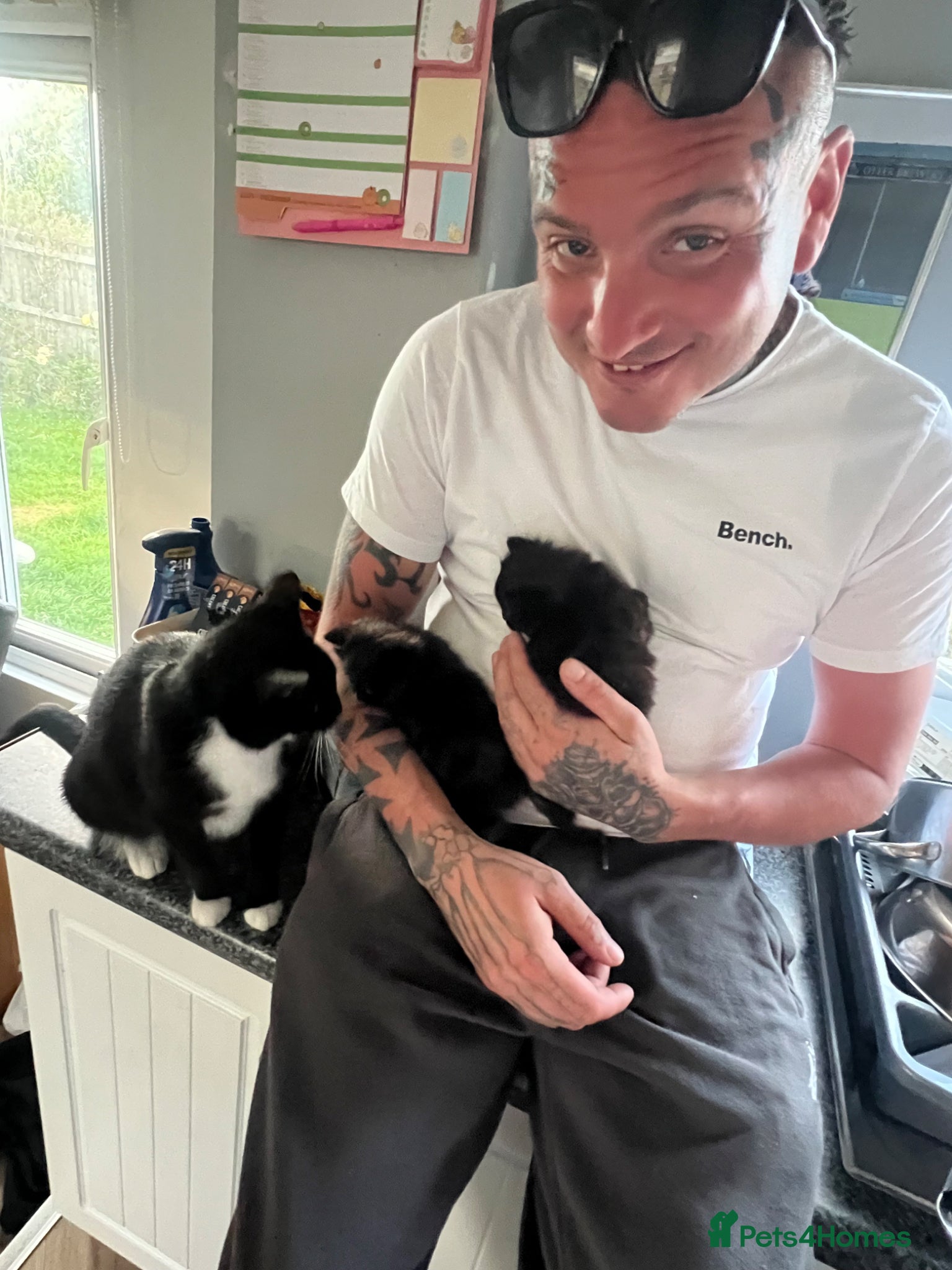 Mixed Breed cats for sale: 3 kittens - Advert 4