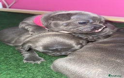 French Bulldog dogs for sale: French Bulldog Puppies – Ready 1st December! 💙 🐾 - Image 11