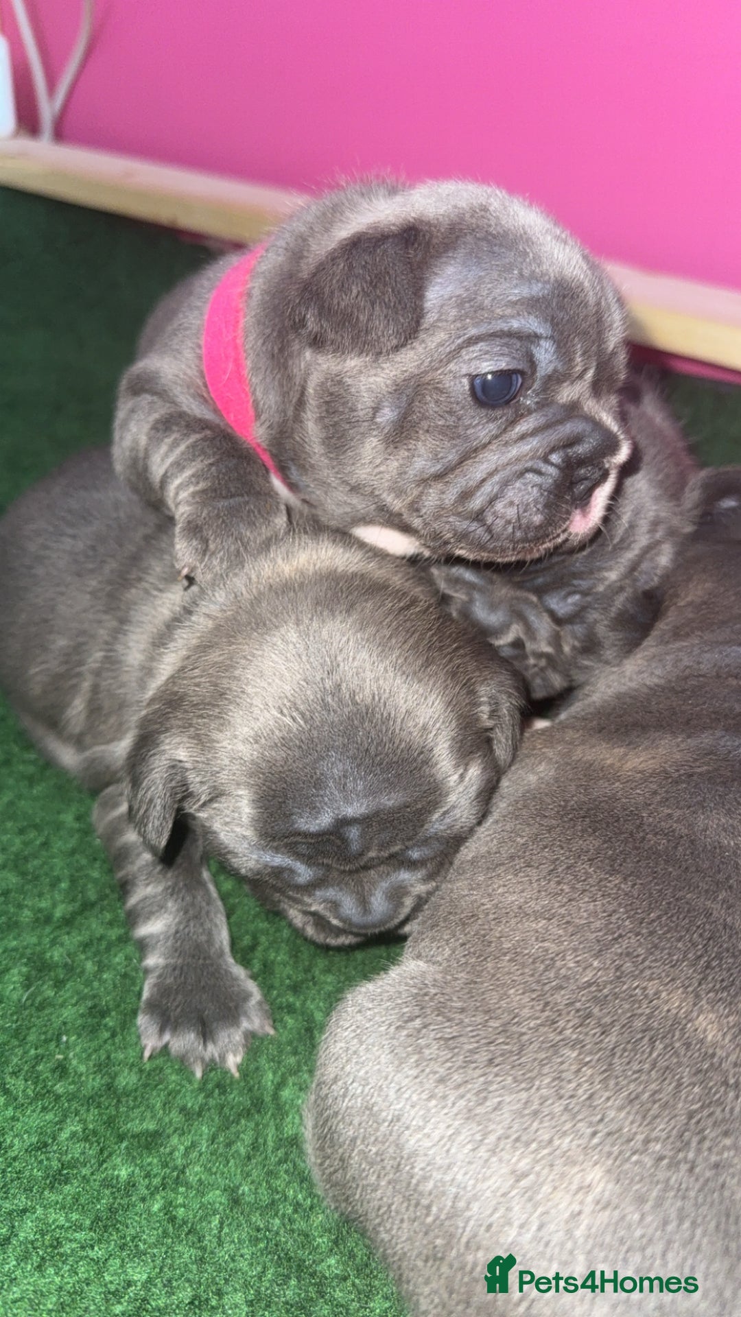 French Bulldog dogs for sale: French Bulldog Puppies – Ready 1st December! 💙 🐾 - Image 11
