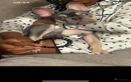 French Bulldog dogs for sale: French bulldog boy - Image 3