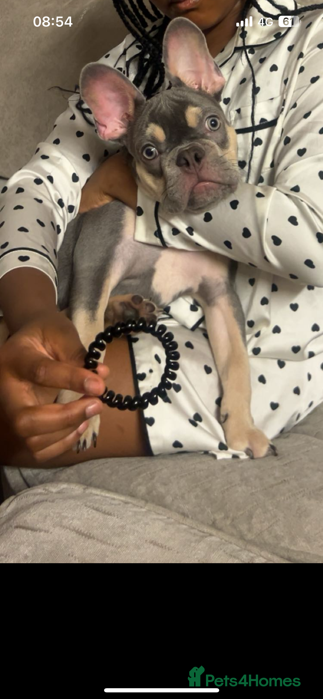 French Bulldog dogs for sale: French bulldog boy - Image 3