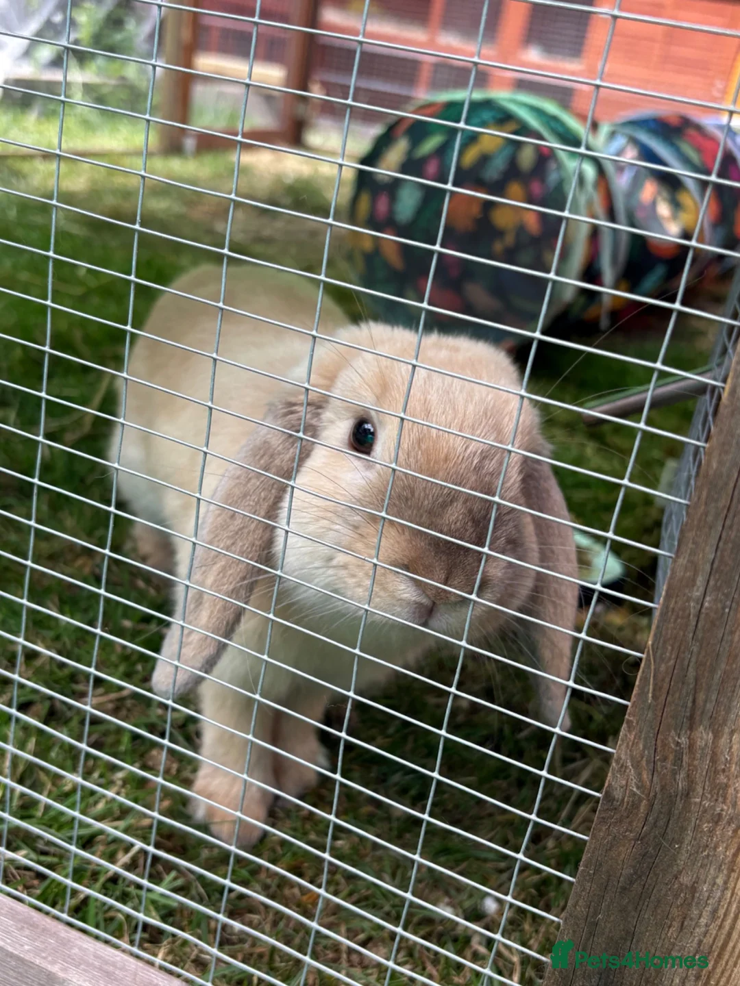 Mini Lop rabbits for sale: 1 year old Mini Lop Buck  - Advert 1
