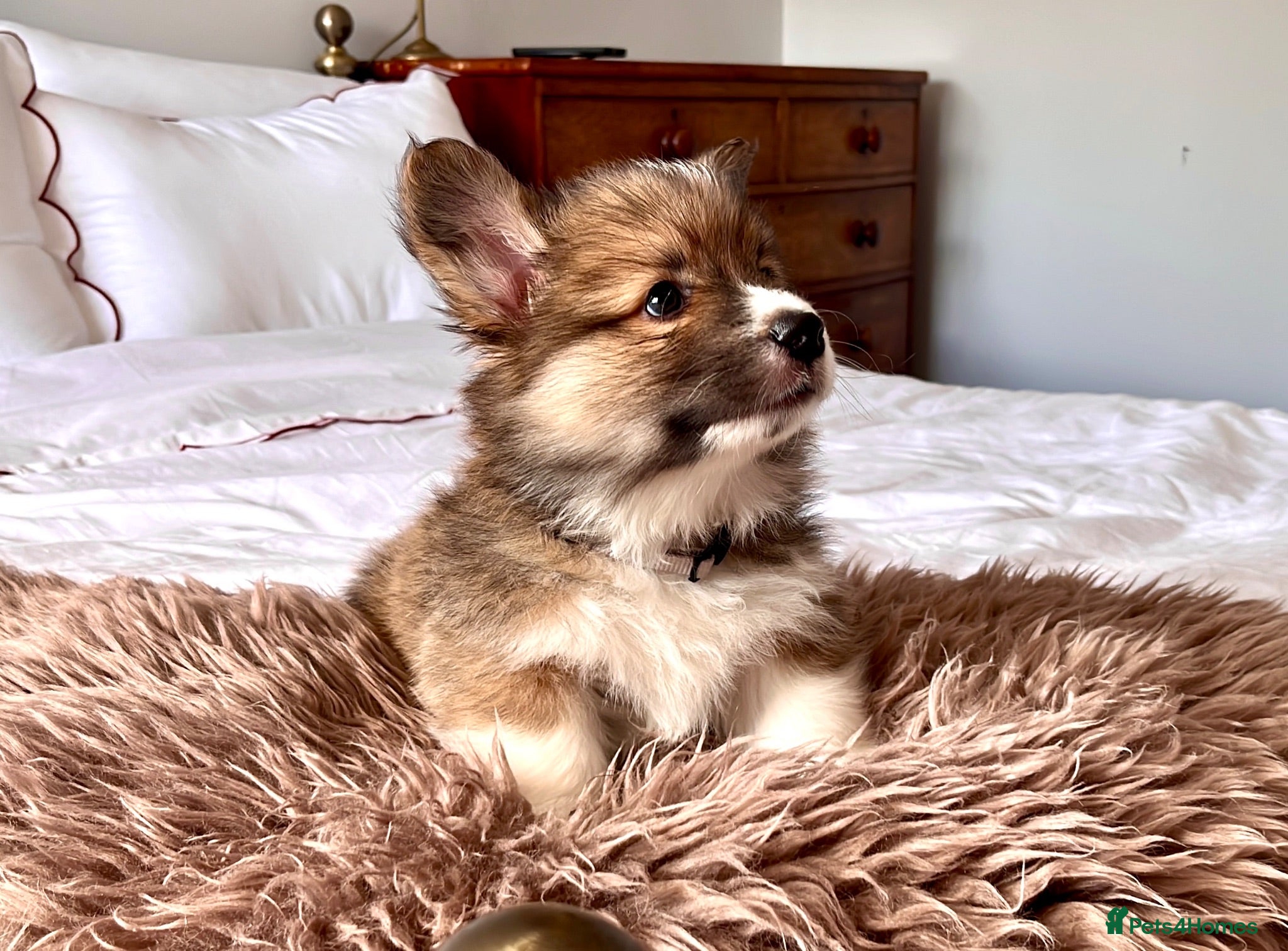 Welsh Corgi Pembroke dogs Stunning Fluffy Long-Haired (Fluffy) Corgi Puppies - Advert 2