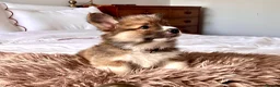 Welsh Corgi Pembroke dogs for sale: Stunning Fluffy Long-Haired (Fluffy) Corgi Puppies - Advert 3