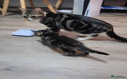 Mixed Breed cats for sale: 1 male mixed tabby  - Image 5