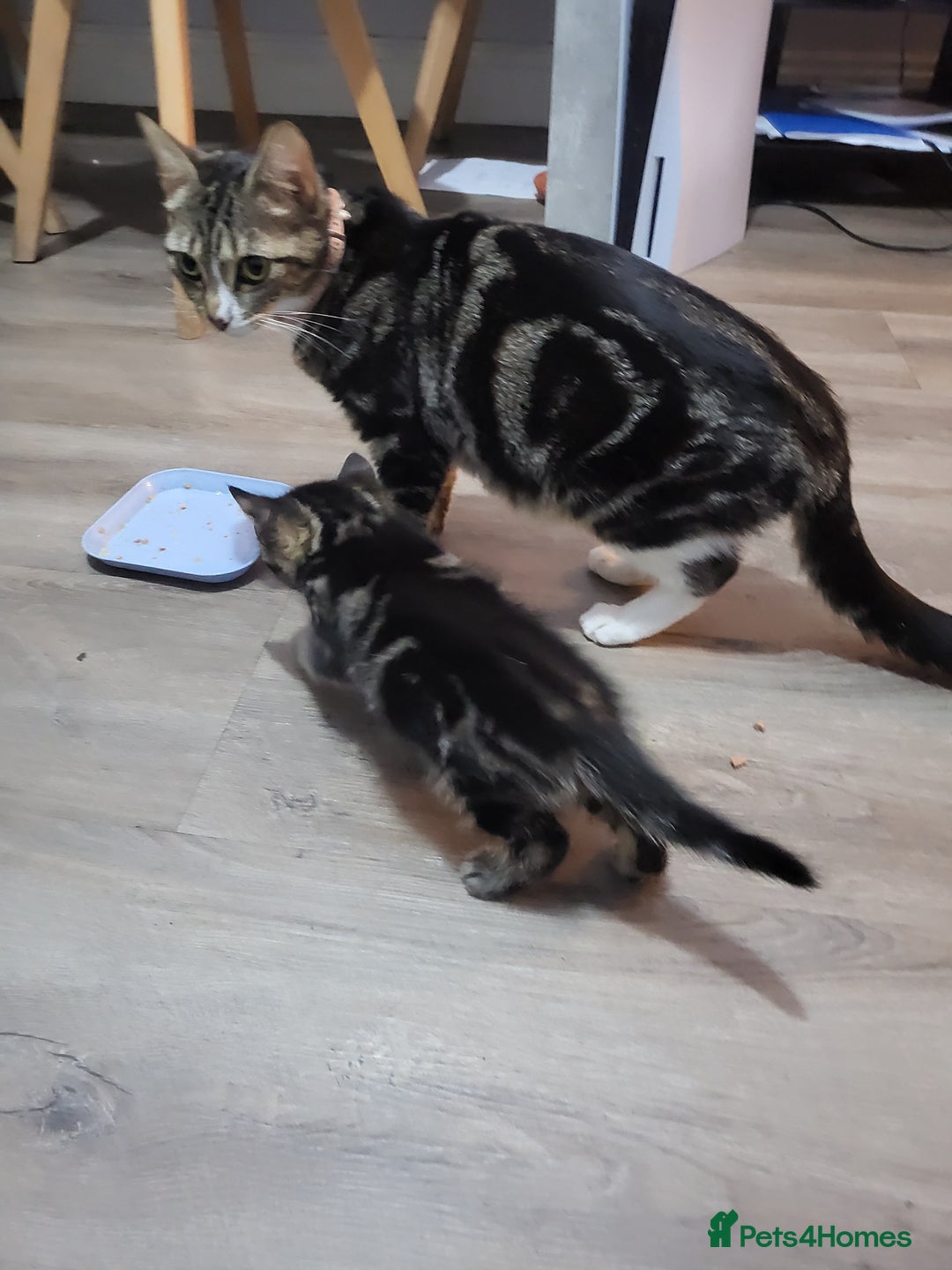 Mixed Breed cats for sale: 1 male mixed tabby  - Image 5