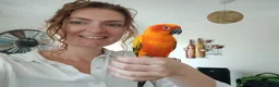 Conures birds for sale: Hand tame Sun conure (male I think) - Advert 1
