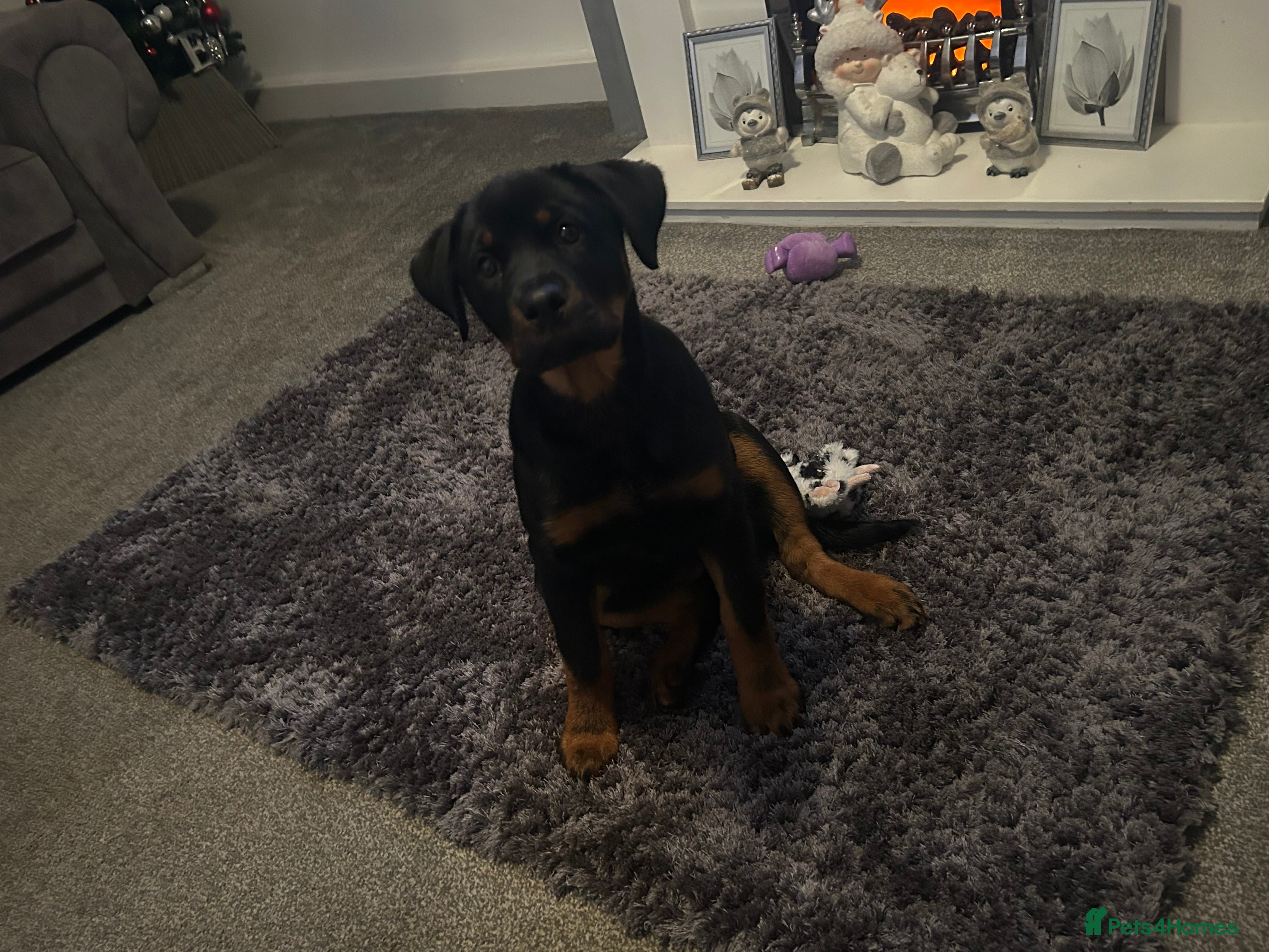 Rottweiler dogs Rottweiler  - Advert 7