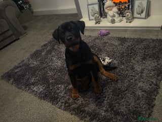 Rottweiler dogs Rottweiler - Advert 7