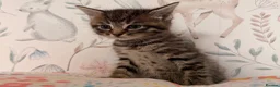 Mixed Breed cats for sale: Beautiful Kittens - Advert 4