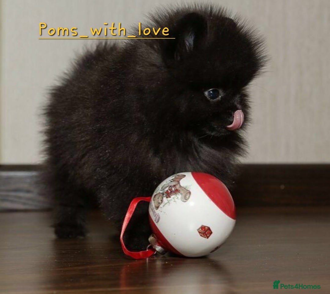 Pomeranian dogs for sale: Super tiny 40+🏆 in lines 700g 💙 only ready now! - Advert 6