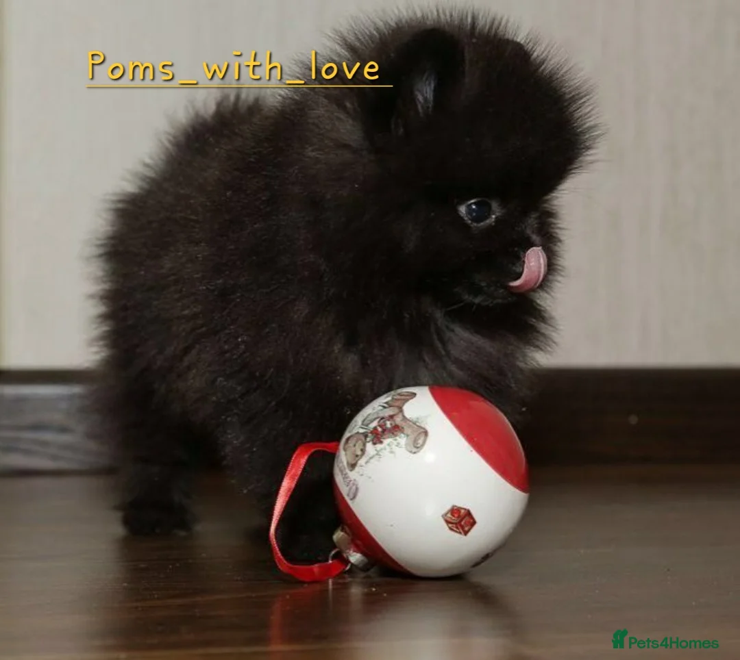 Pomeranian dogs for sale: 40+🏆 in lines 💙 only ready now! - Advert 6