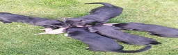 Mixed Breed dogs for sale: Beddy/jacks  in Girvan - Advert 24