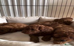 Mixed Breed dogs for sale: Adorable  Poodle puppies - Image 2