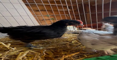 Chickens poultry - Advert 1