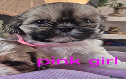 Shih Tzu dogs for sale: Cute Shih-Tzu puppies😍😍😍 - Image 21
