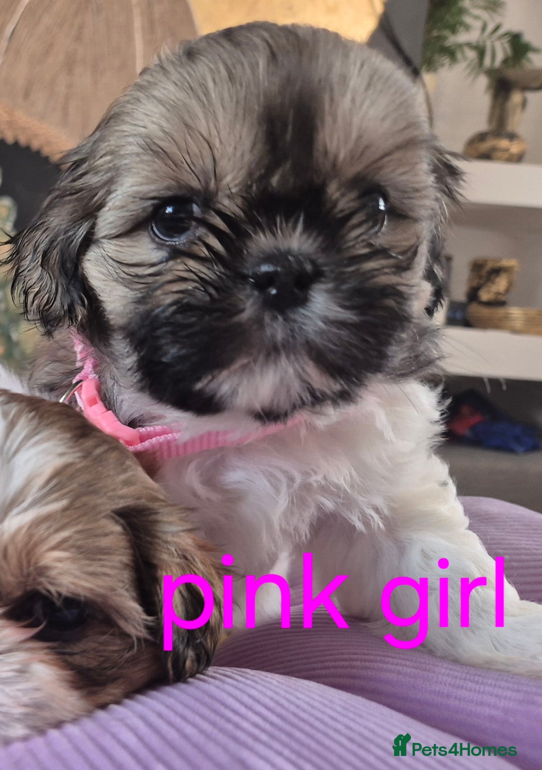 Shih Tzu dogs for sale: Cute Shih-Tzu puppies😍😍😍 - Image 21