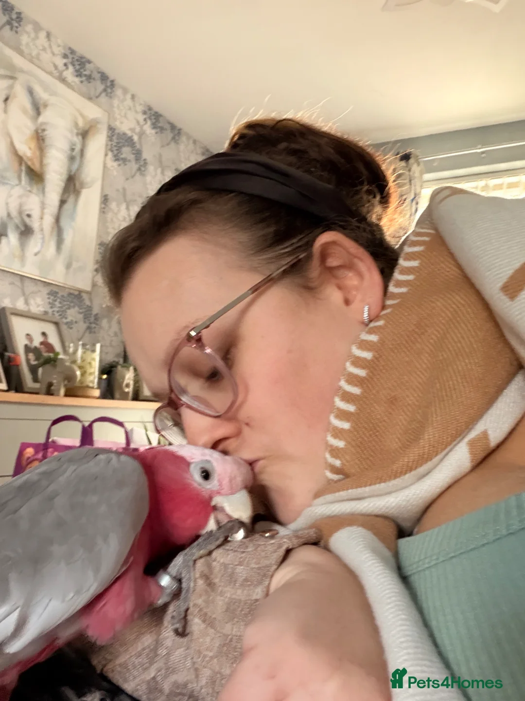 Cockatoo birds for sale: Galah cockatoo - Advert 2