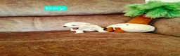 Maltese dogs for sale: Maltes puppies !! - Advert 11