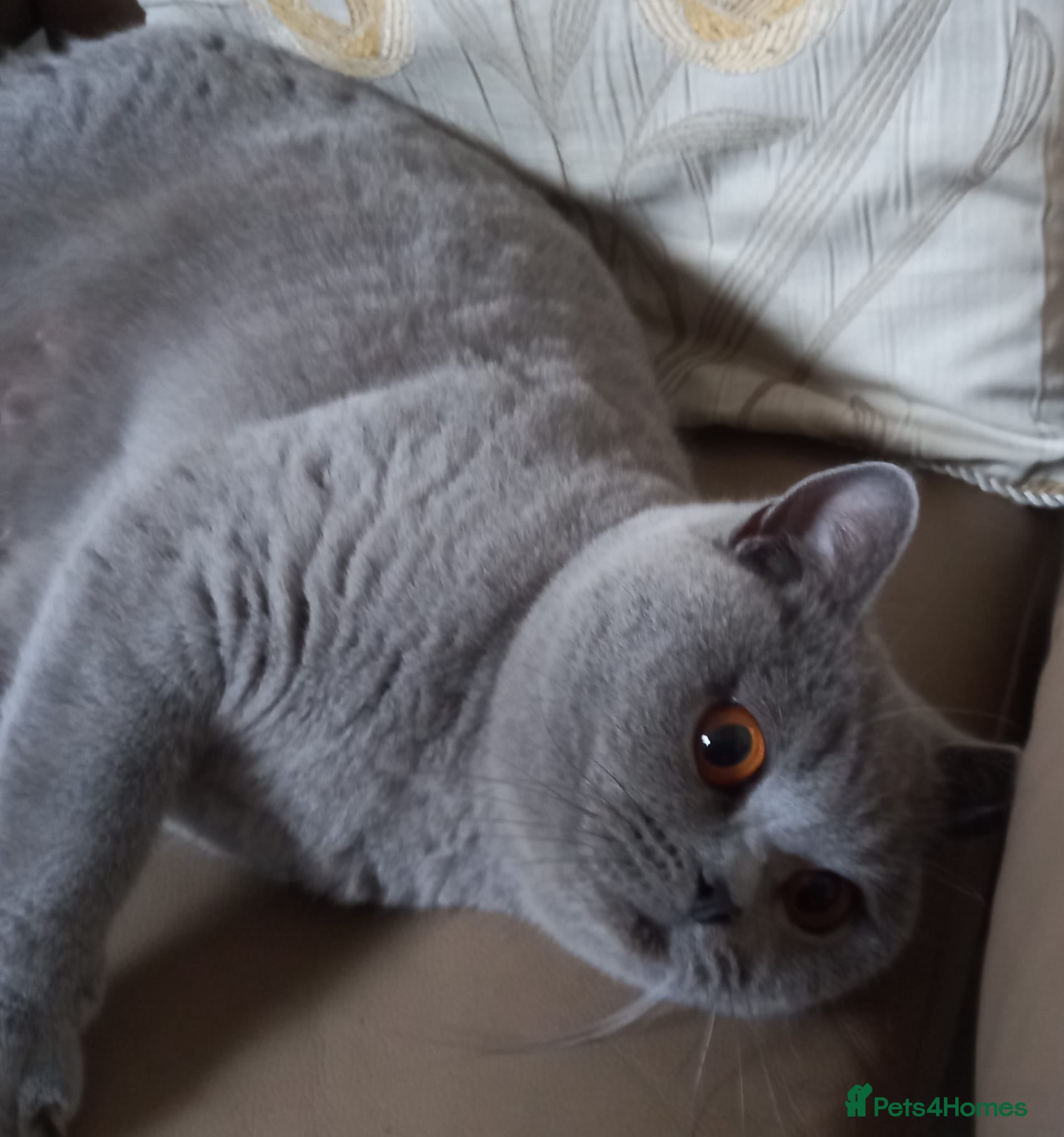 British Shorthair cats British shorthair kittens  - Advert 1