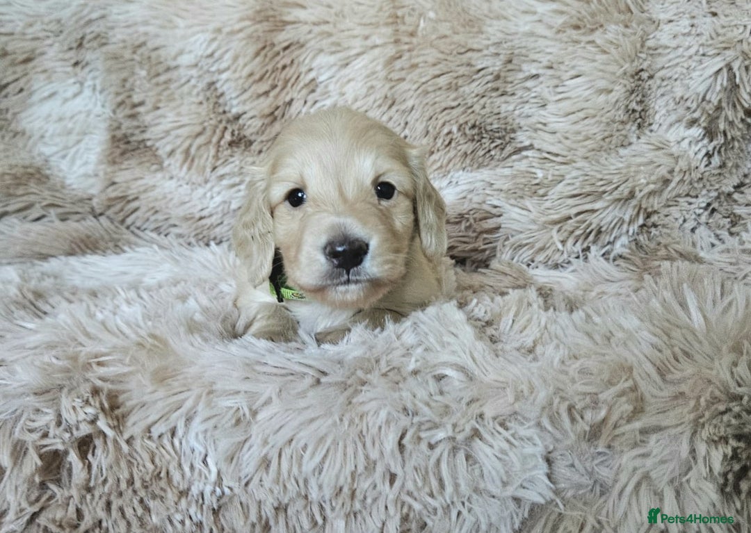 Miniature Dachshund dogs for sale: Beautiful long haired mini dachshunds - Advert 5