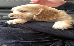 Cocker Spaniel dogs for sale: True show cocker spaniel pups  - Image 18