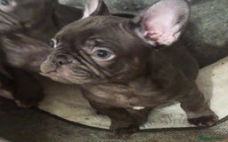 French Bulldog dogs for sale: REDUCED - FINAL 3 FRENCH BULLDOG PUPPIES - Advert 7