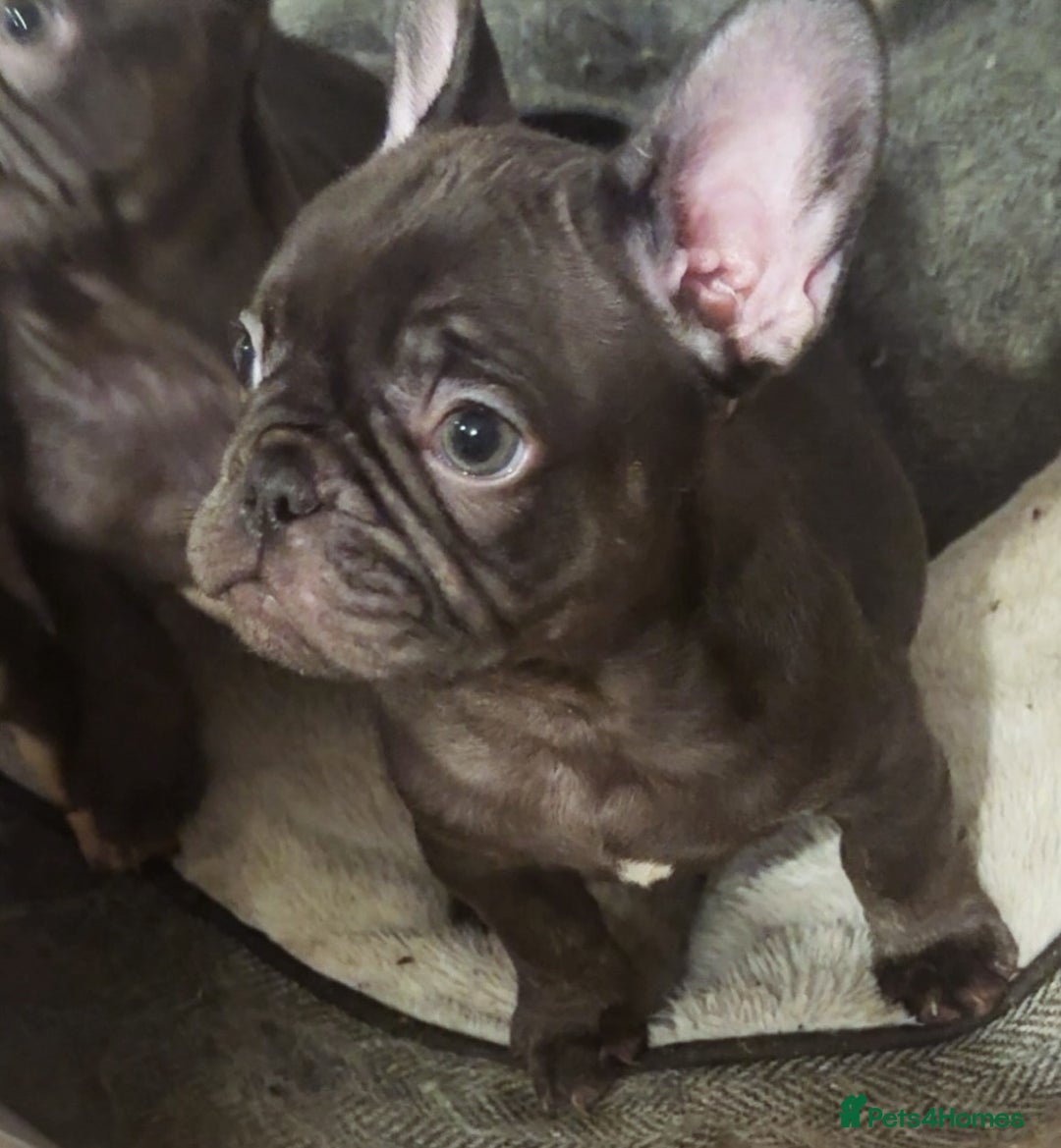 French Bulldog dogs for sale: REDUCED - FINAL 3 FRENCH BULLDOG PUPPIES - Advert 7