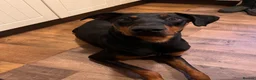 Mixed Breed dogs for sale: Doberman cross  - Advert 2