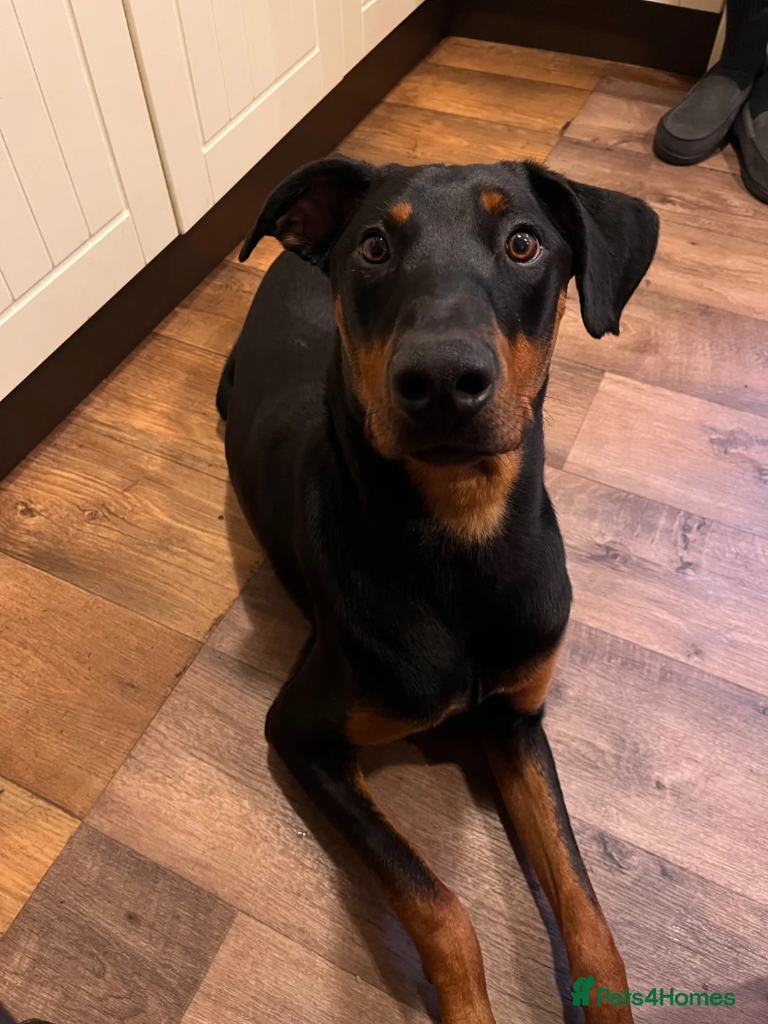 Mixed Breed dogs for sale: Doberman cross  - Advert 2
