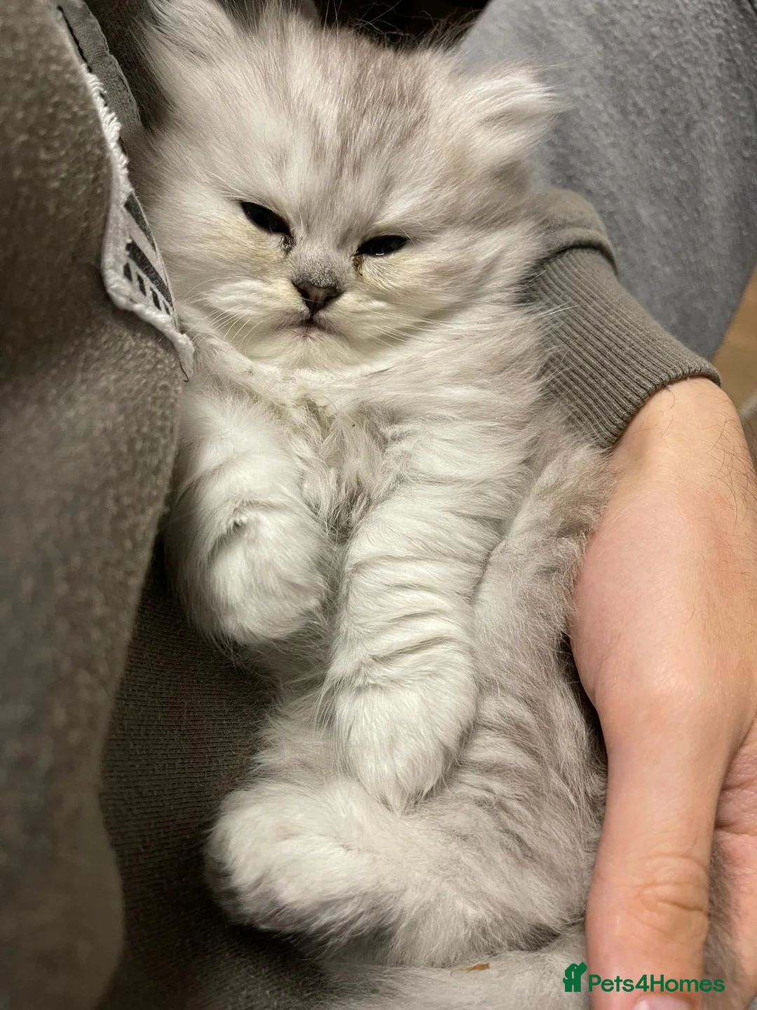 Persian cats for sale: Persian kitten - Advert 2