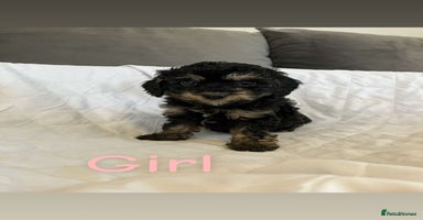 Cockapoo dogs - Advert 9