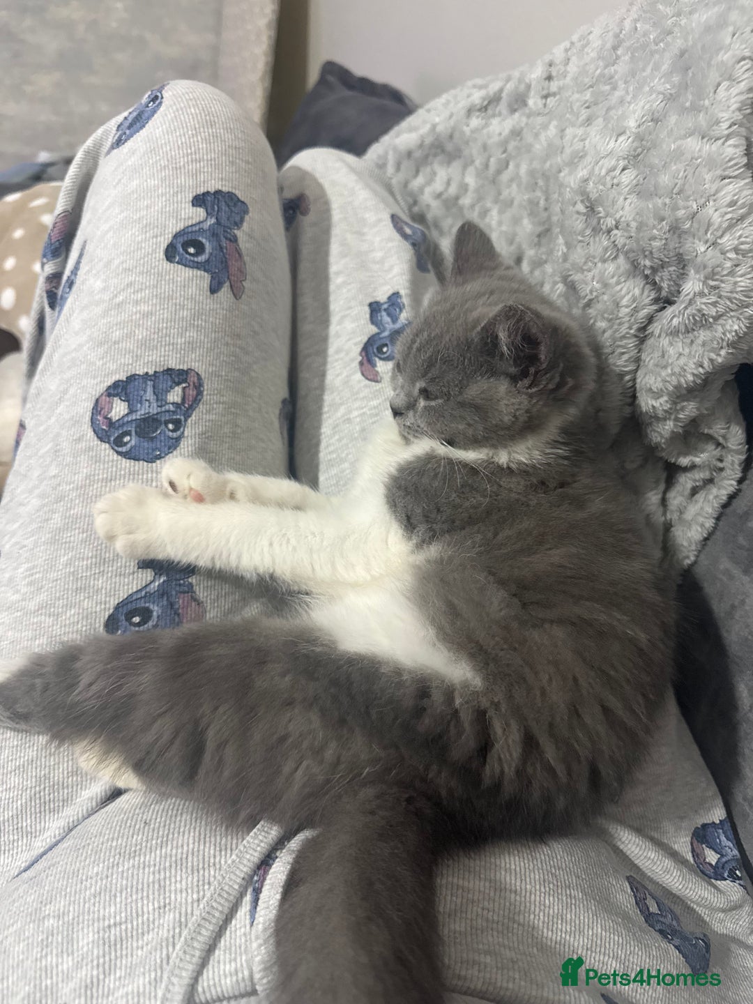 British Shorthair cats for sale: British Shorthair - Image 3